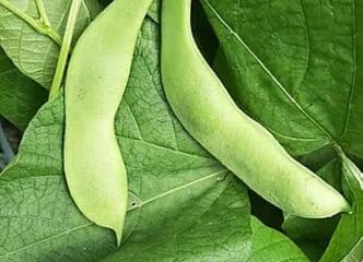 Afbeelding oogstperiode PRONKBOON, Boerentenen