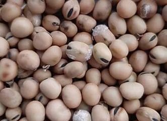 Afbeelding oogstperiode TUINBOON, Duivenboon