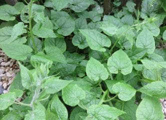 Afbeelding oogstperiode RANKSPINAZIE, 