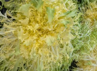 Afbeelding oogstperiode ANDIJVIE, Frisée de Namur