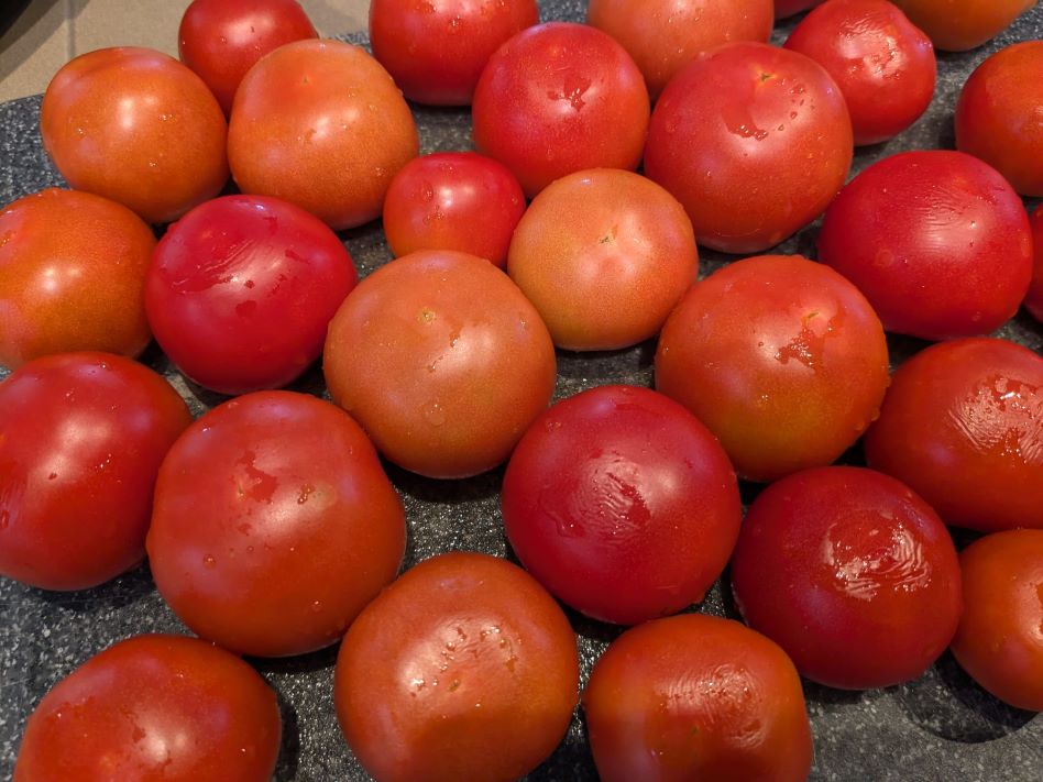 Afbeelding oogstperiode TOMAAT, Lignée 1 de Gembloux